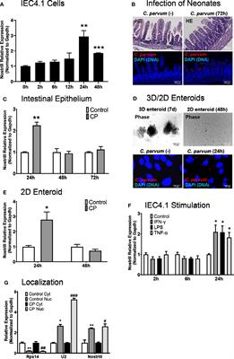 The Long Non-Coding RNA Nostrill Regulates Transcription of Irf7 Through Interaction With NF-κB p65 to Enhance Intestinal Epithelial Defense Against Cryptosporidium parvum